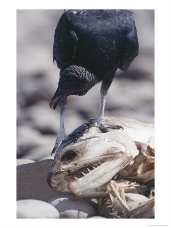 Black Vulture, Scavenging, Tambopata River, Peruvian Amazon by Mark Jones Pricing Limited Edition Print image