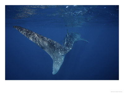 Whale Shark, Caudal Fin, Australia by Gerard Soury Pricing Limited Edition Print image