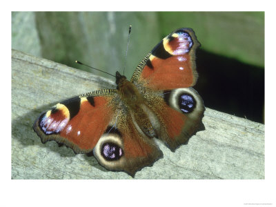 Peacock Butterfly, Inachis Io by Gordon Maclean Pricing Limited Edition Print image