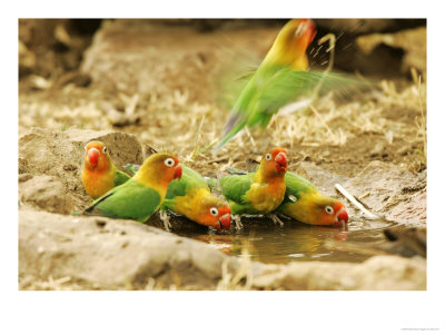 Fishers Lovebirds, Tanzania, Africa by Roy Toft Pricing Limited Edition Print image