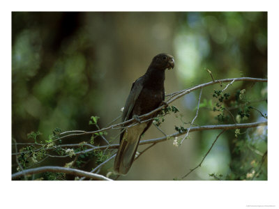 Lesser Vasa Parrot, Perching, Madagascar by Patricio Robles Gil Pricing Limited Edition Print image