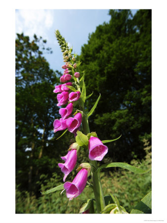 Foxglove, Ruislip Woods National Nature Reserve, Uk by Elliott Neep Pricing Limited Edition Print image