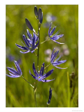 Camassia Quamash, Camas Lily by Bob Gibbons Pricing Limited Edition Print image