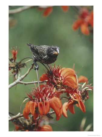Medium Billed Ground Finch, Feeding On Erythrina Flowers, Galapagos by Mark Jones Pricing Limited Edition Print image