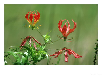 Flame Lily, Masai Mara Gr, Kenya by Richard Packwood Pricing Limited Edition Print image