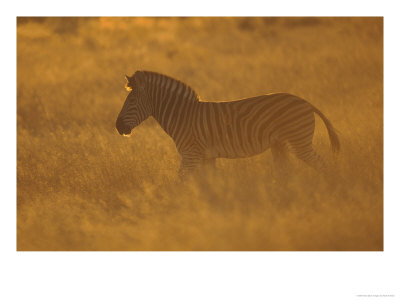 Burchells Zebra In Dry Grassland At Sunrise, Southern Africa by Mark Hamblin Pricing Limited Edition Print image