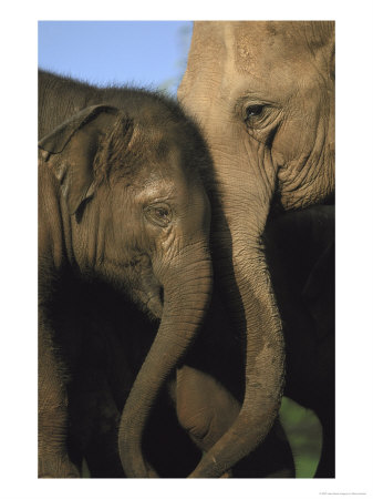 Indian Elephant, Cow & Youngster by Mark Hamblin Pricing Limited Edition Print image