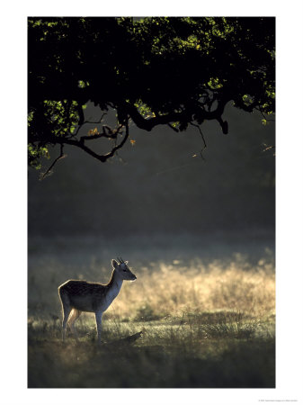 Fallow Deer by Mark Hamblin Pricing Limited Edition Print image