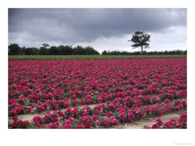 Miniature Roses, Suffolk, Uk by Mark Hamblin Pricing Limited Edition Print image