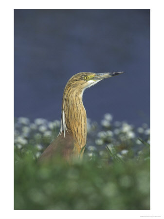 Squacco Heron, Portrait On Edge Of River, Greece by Mark Hamblin Pricing Limited Edition Print image