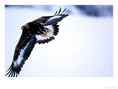 Golden Eagle, 1St Year Male In Flight In Winter, Norway by Mark Hamblin Pricing Limited Edition Print image