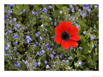 Anemone Pavonina, Veronica Glauca, Greece by Bob Gibbons Pricing Limited Edition Print image