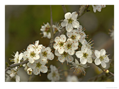 Blackthorn, Blossom, Spring by Bob Gibbons Pricing Limited Edition Print image