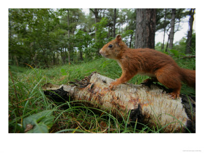 Red Squirrel On Log, Lancashire, Uk by Elliott Neep Pricing Limited Edition Print image