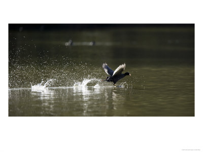 Common Coot, Backlit Coot Running On Water, Hampstead Heath, Uk by Elliott Neep Pricing Limited Edition Print image