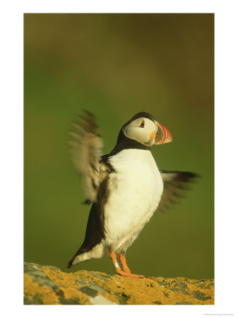 Atlantic Puffin Flapping Wings, On Lichen-Covered Rock, Scotland by Mark Hamblin Pricing Limited Edition Print image