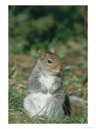 Grey Squirrel, Upright Alert Pose Front View, Uk by Mark Hamblin Pricing Limited Edition Print image