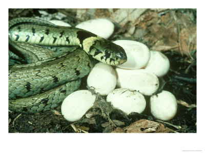 Grass Snake, Natrix Natrix With Eggs by Mark Hamblin Pricing Limited Edition Print image