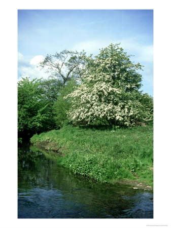 Hawthorn And River Dearne, Hawthorn In Blossom Beside River by Mark Hamblin Pricing Limited Edition Print image