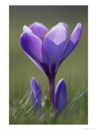 Crocus, Backlit Flower, Scotland by Mark Hamblin Pricing Limited Edition Print image