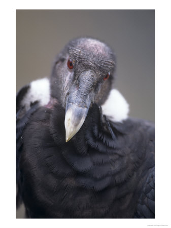 Andean Condor, Adult Female In Prime Colours, Hacienda Zuleta, Cayambe by Mark Jones Pricing Limited Edition Print image