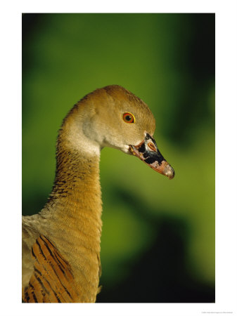Plumed Whistling Duck, Portrait, Zoo Animal by Stan Osolinski Pricing Limited Edition Print image