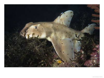 Horn Shark On Sea Floor, Usa by Gerard Soury Pricing Limited Edition Print image