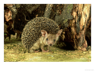 Long-Eared Hedgehog, England, Uk by Les Stocker Pricing Limited Edition Print image