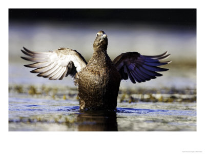 Eider, Adult Female On Water Flapping Wings, Norway by Mark Hamblin Pricing Limited Edition Print image