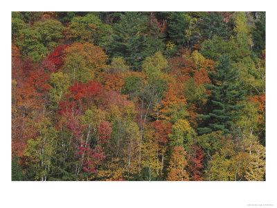 Autumn Colour, Maples And Pines, Canada by Mark Hamblin Pricing Limited Edition Print image