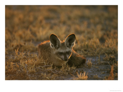 Bat-Eared Fox, Resting On Ground, Southern Africa by Mark Hamblin Pricing Limited Edition Print image