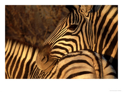 Zebra, Namibia by Olaf Broders Pricing Limited Edition Print image