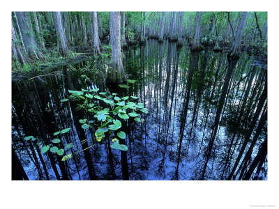 Water-Lilies In Bald Cypress Swamp, Usa by Olaf Broders Pricing Limited Edition Print image