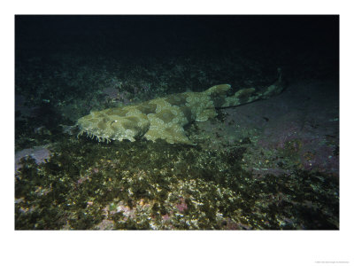 Spotted Wobbegong, Forster, Australia by Gerard Soury Pricing Limited Edition Print image