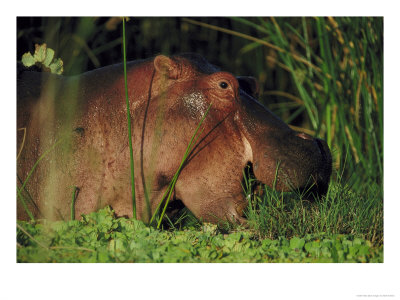 Hippopotamus, Feeding, Kenya by Mark Hamblin Pricing Limited Edition Print image