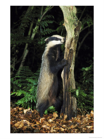 Badgermeles Melesstood Upright Against Stumpuk by Mark Hamblin Pricing Limited Edition Print image