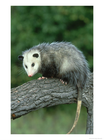 Opossum On Branch, Usa by Mark Hamblin Pricing Limited Edition Print image