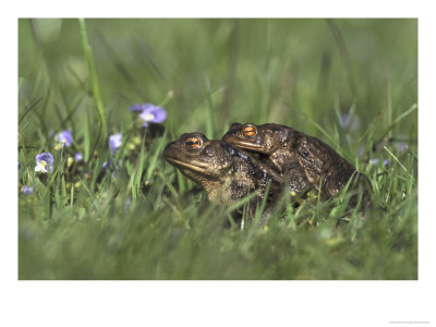 Common Toad, Pair In Amplexus In Wet Meadow, Uk by Mark Hamblin Pricing Limited Edition Print image