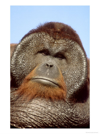 Orangutan, Pongo Pygmaeus Male, Endangered Native, Borneo & Sumatra by Brian Kenney Pricing Limited Edition Print image