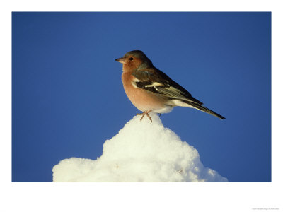 Chaffinch, Fringilla Coelebs, Male, Perched In Snow Strathspey, Scotland by Mark Hamblin Pricing Limited Edition Print image