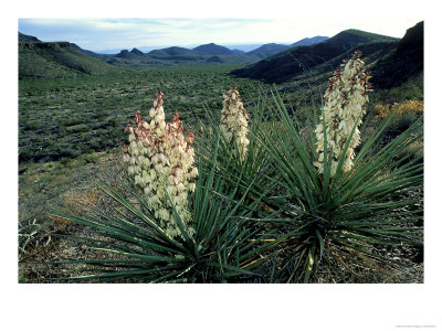 Yucca, Chihuahua Desert, Usa by Olaf Broders Pricing Limited Edition Print image