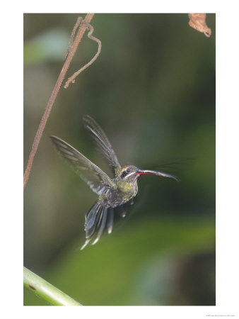 White-Whiskered Hermit Hummingbird, Maquipucuna Nature Reserve, Ecuador by Mark Jones Pricing Limited Edition Print image