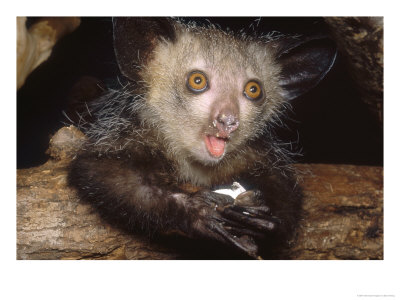 Aye-Aye, Juvenile Feeding On Egg, Duke University Primate Center by David Haring Pricing Limited Edition Print image