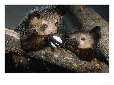 Aye-Aye, Mother And Juvenile Sharing Egg, Duke University Primate Center by David Haring Pricing Limited Edition Print image