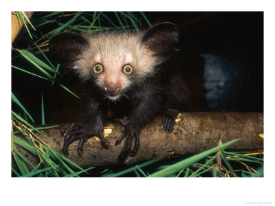 Aye-Aye, 4 Month Old Infant On Branch, Duke University Primate Center by David Haring Pricing Limited Edition Print image
