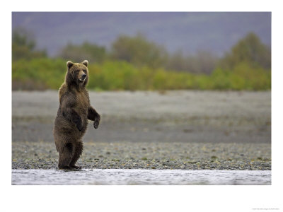 Grizzly Bear, Adult Female On Hind Legs, Alaska by Mark Hamblin Pricing Limited Edition Print image