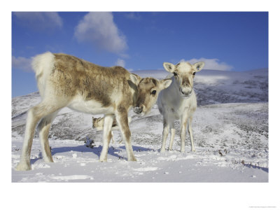 Reindeer, Two Females In Snow, Scotland by Mark Hamblin Pricing Limited Edition Print image