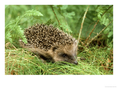 Hedgehog by Mark Hamblin Pricing Limited Edition Print image