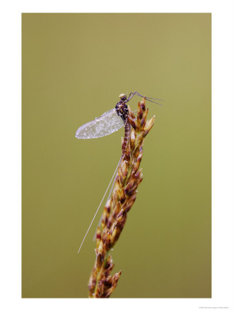 Mayfly, Resting On Grass Seed Head In Early Morning, Scotland by Mark Hamblin Pricing Limited Edition Print image