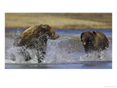Grizzly Bear, Adult Female Chasing Another Female, Alaska by Mark Hamblin Pricing Limited Edition Print image